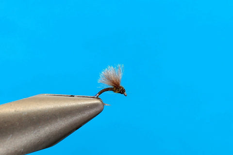 CDC Anorexia BWO Emerger